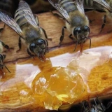 Koliko okvira meda ostaviti pčelama za zimu